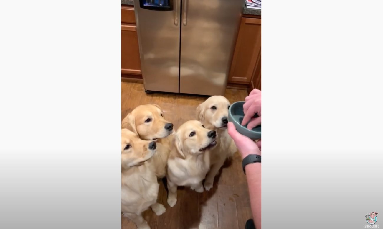 ゴールデンレトリーバー,動画