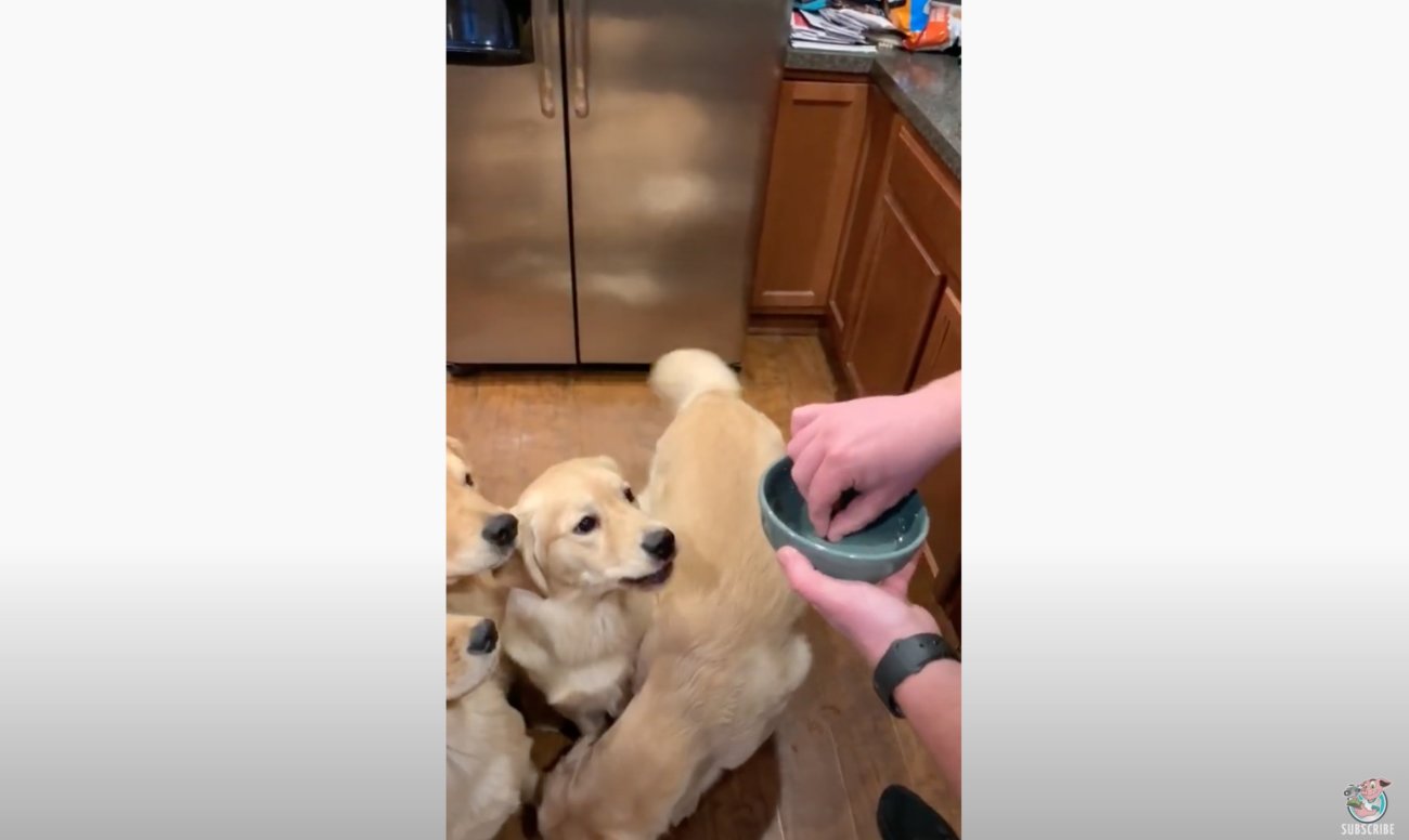 ゴールデンレトリーバー,動画