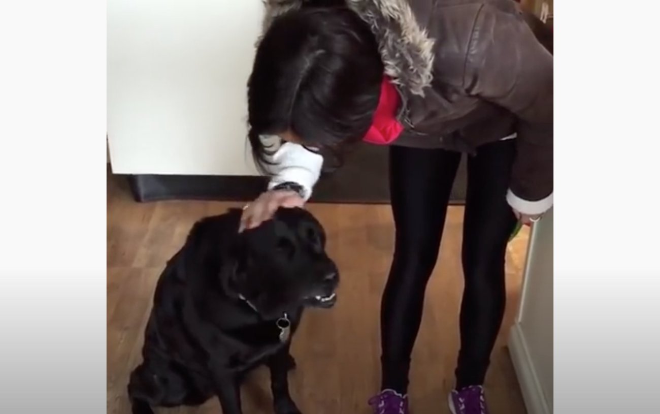 ラブラドールレトリーバー,動画