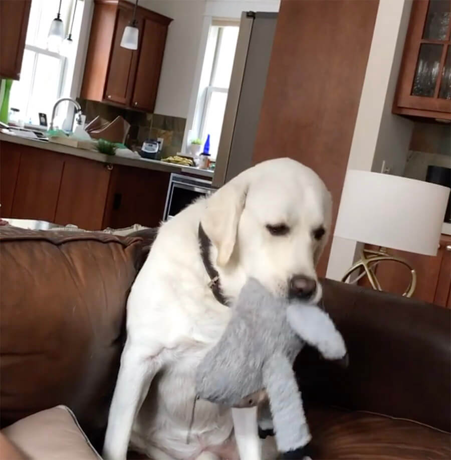 ラブラドールレトリーバー,動画