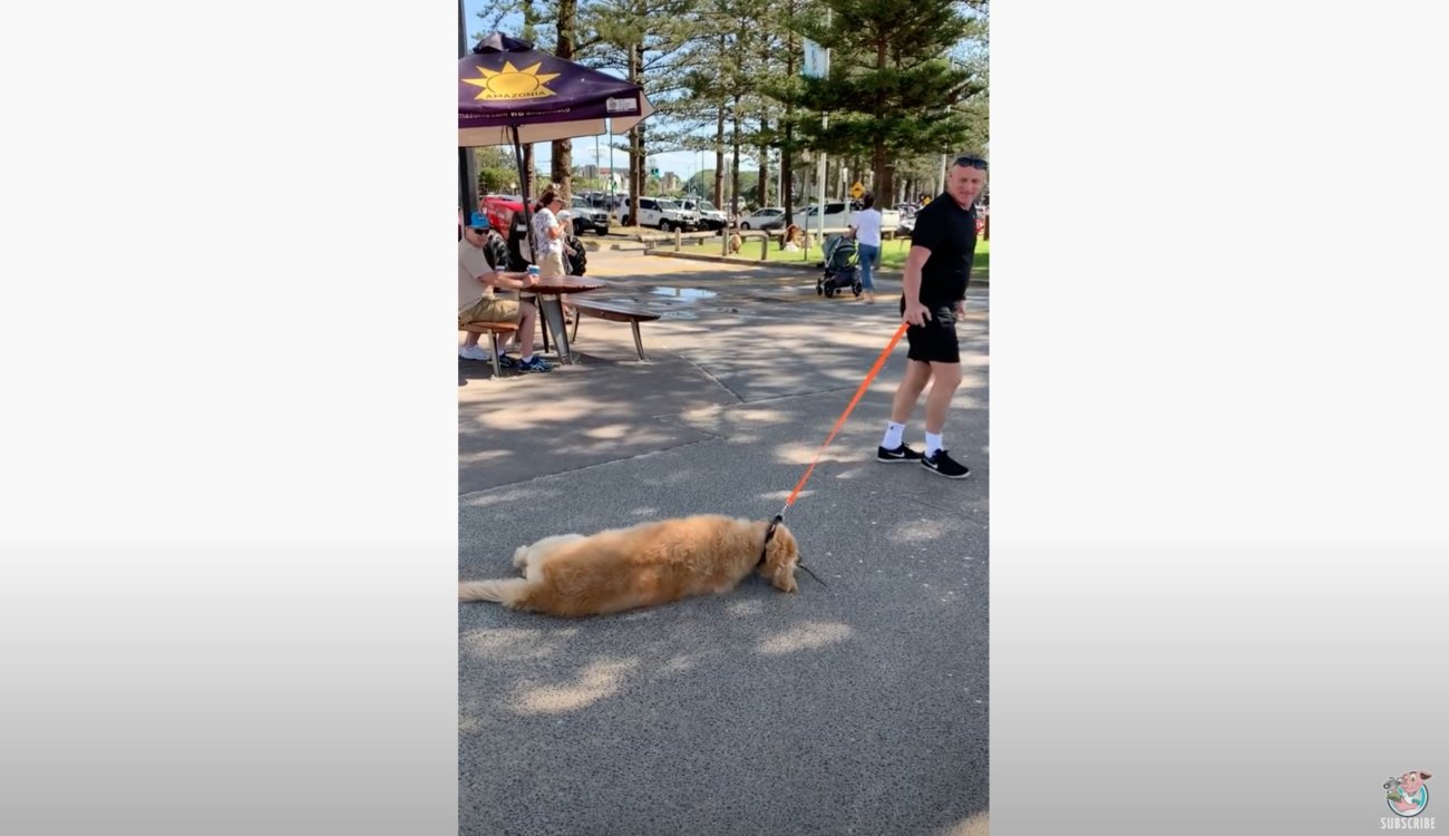 ゴールデンレトリーバー,動画