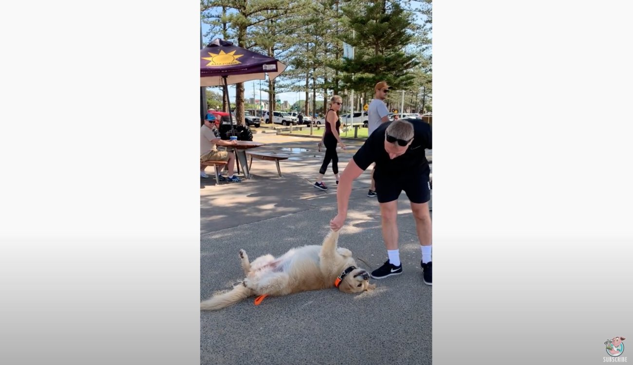 ゴールデンレトリーバー,動画