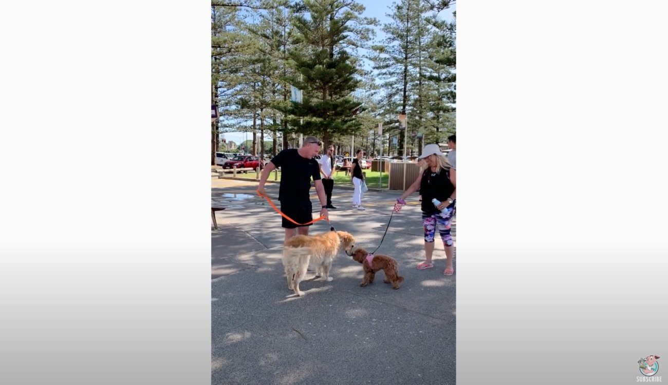 ゴールデンレトリーバー,動画