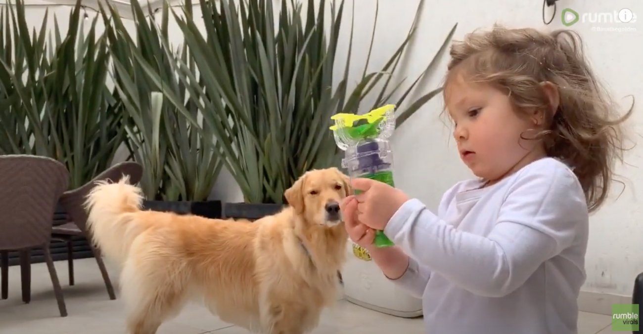 ゴールデンレトリーバー,動画