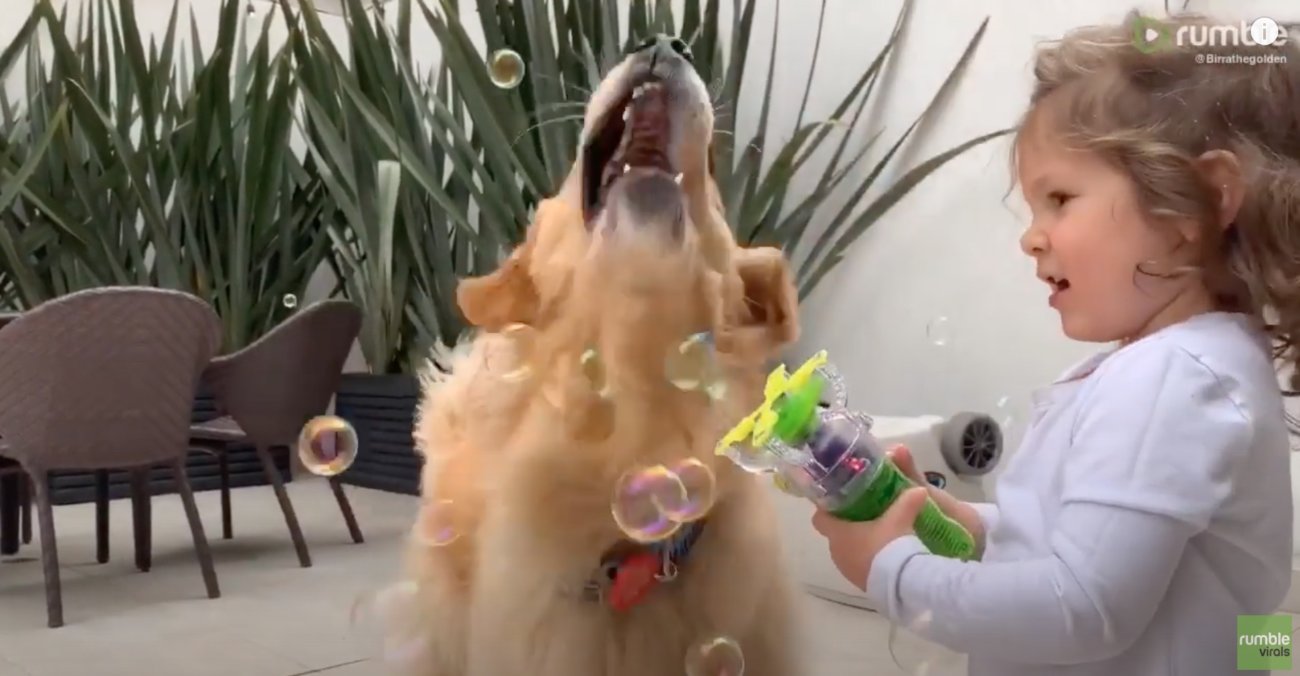 ゴールデンレトリーバー,動画