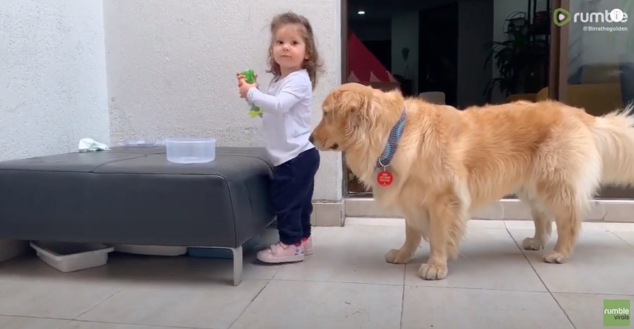 ゴールデンレトリーバー,動画