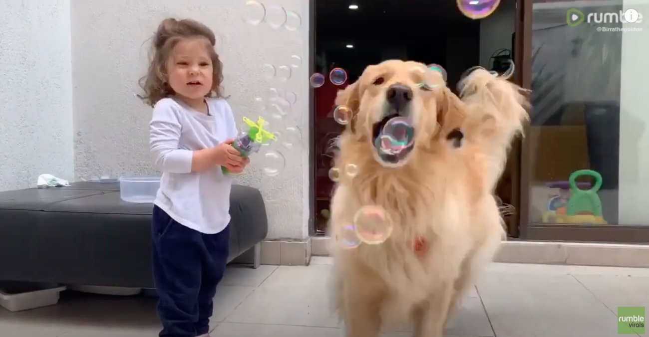 ゴールデンレトリーバー,動画