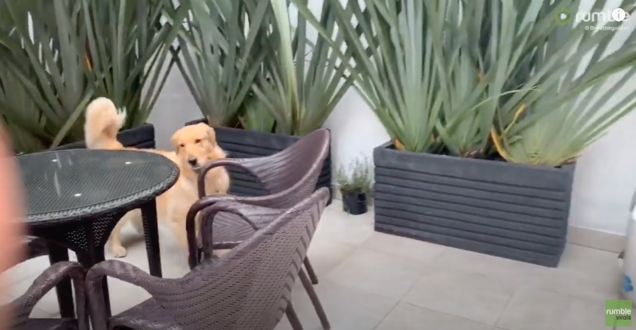 ゴールデンレトリーバー,動画