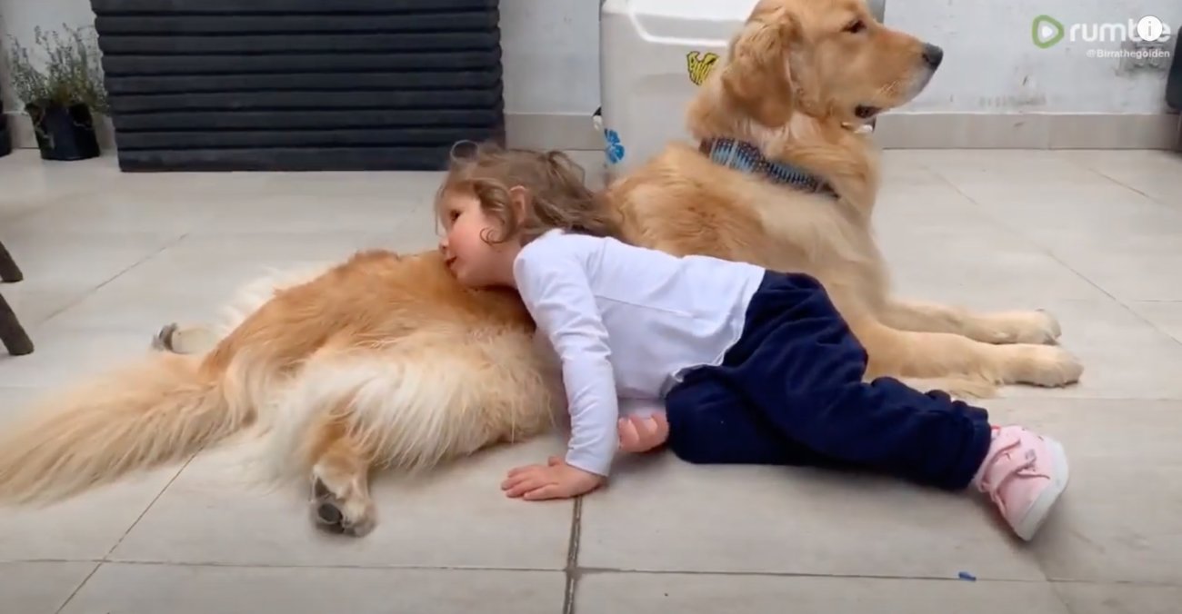 ゴールデンレトリーバー,動画