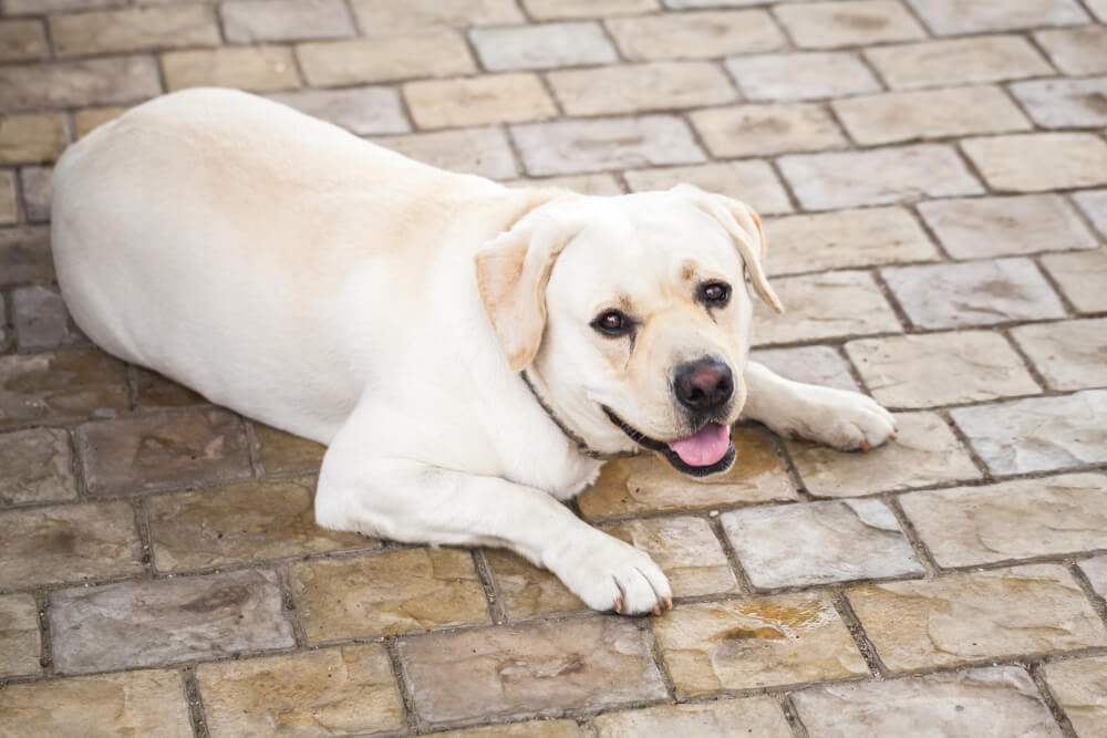 レトリーバー,マンボウやしろ