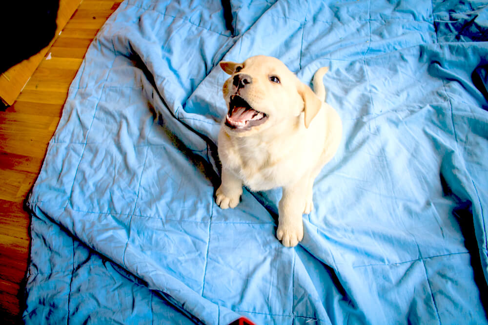 レトリーバー,マンボウやしろ