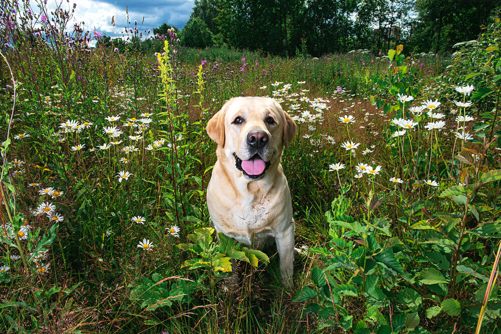 レトリーバー,マンボウやしろ