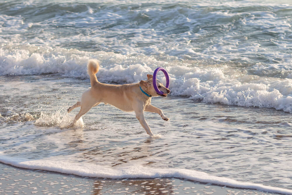 レトリーバー,マンボウやしろ