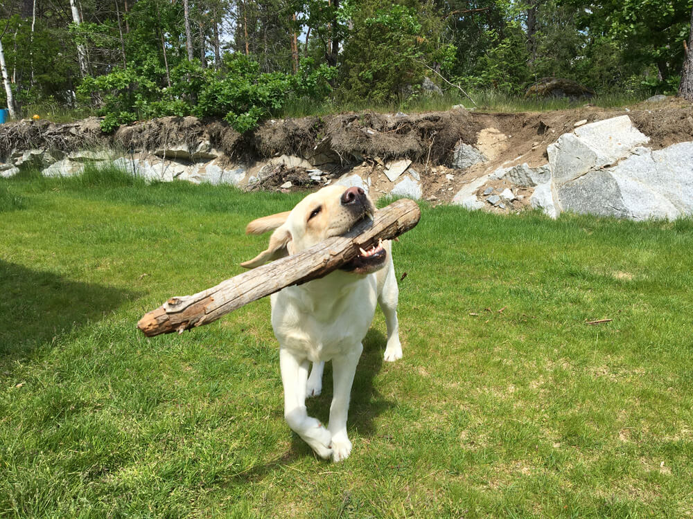 レトリーバー,マンボウやしろ