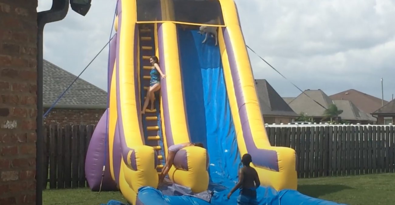 ラブラドールレトリーバー,動画