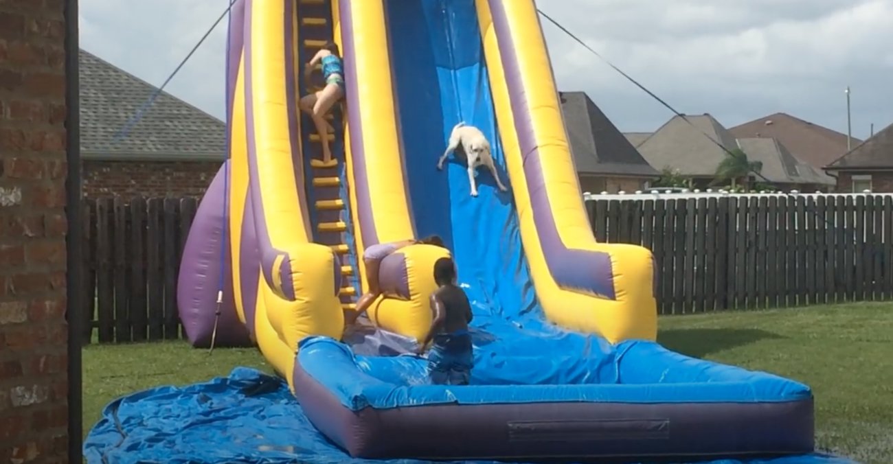 ラブラドールレトリーバー,動画