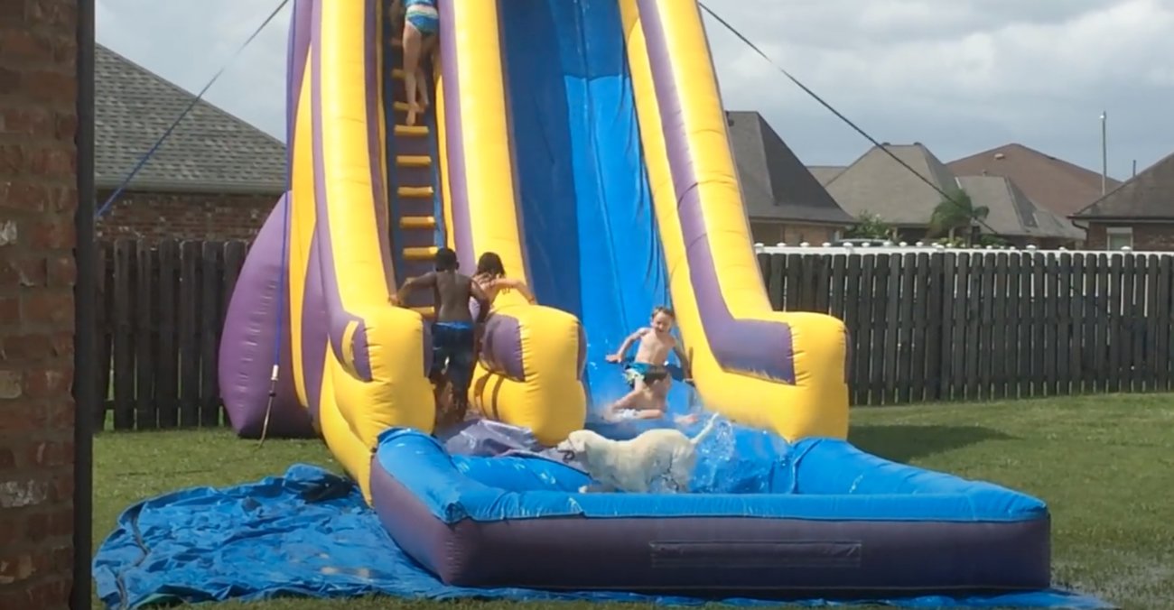 ラブラドールレトリーバー,動画