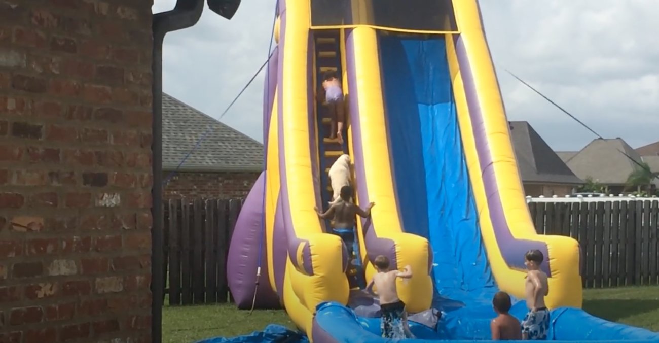 ラブラドールレトリーバー,動画