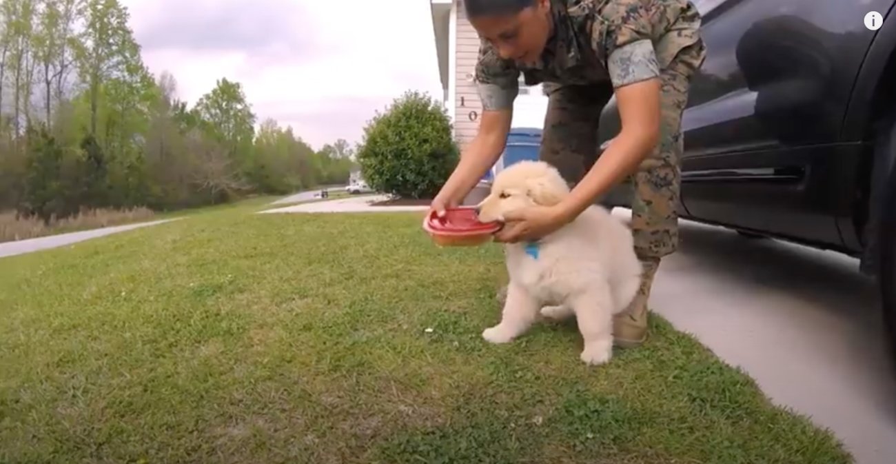 ゴールデンレトリーバー,動画