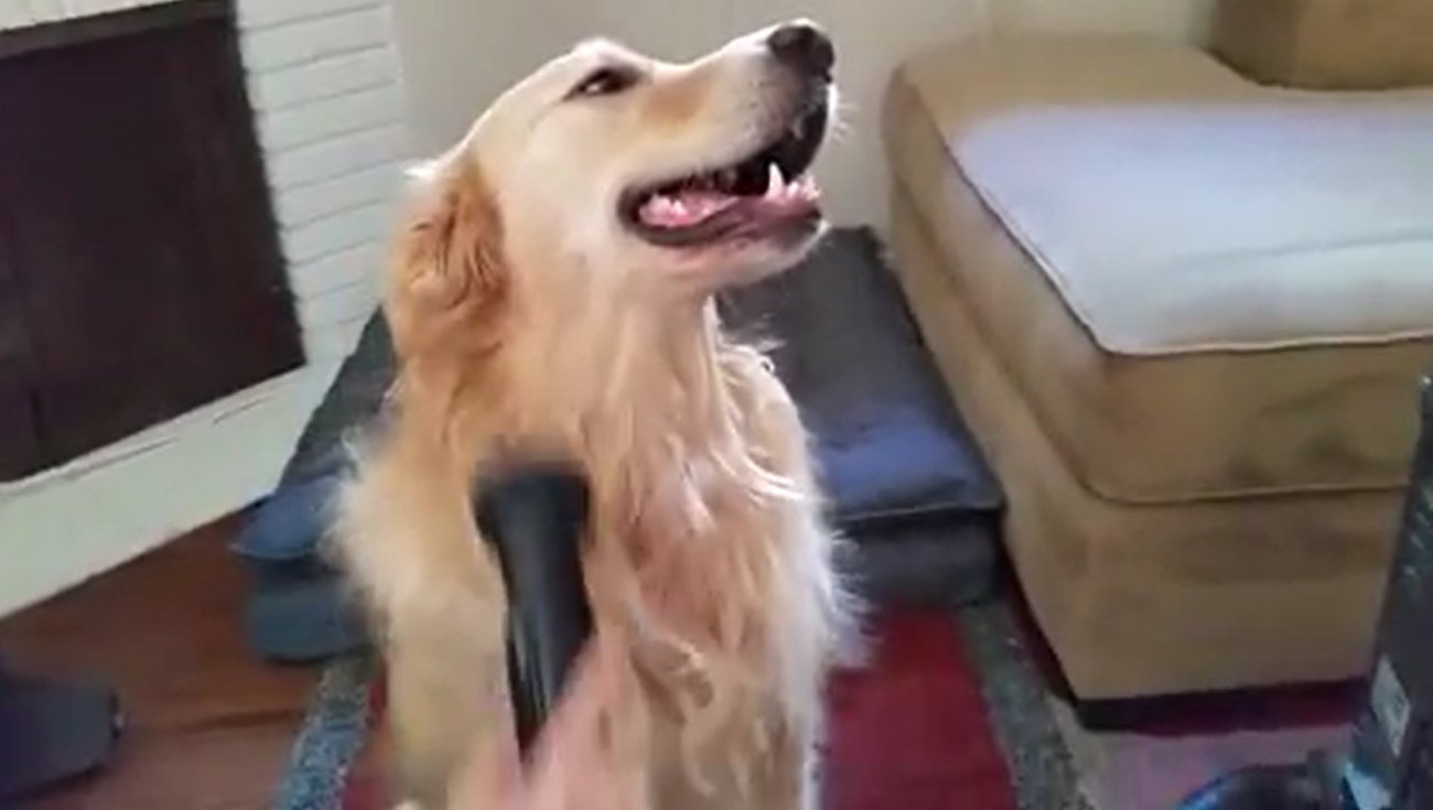 ゴールデンレトリーバー,動画