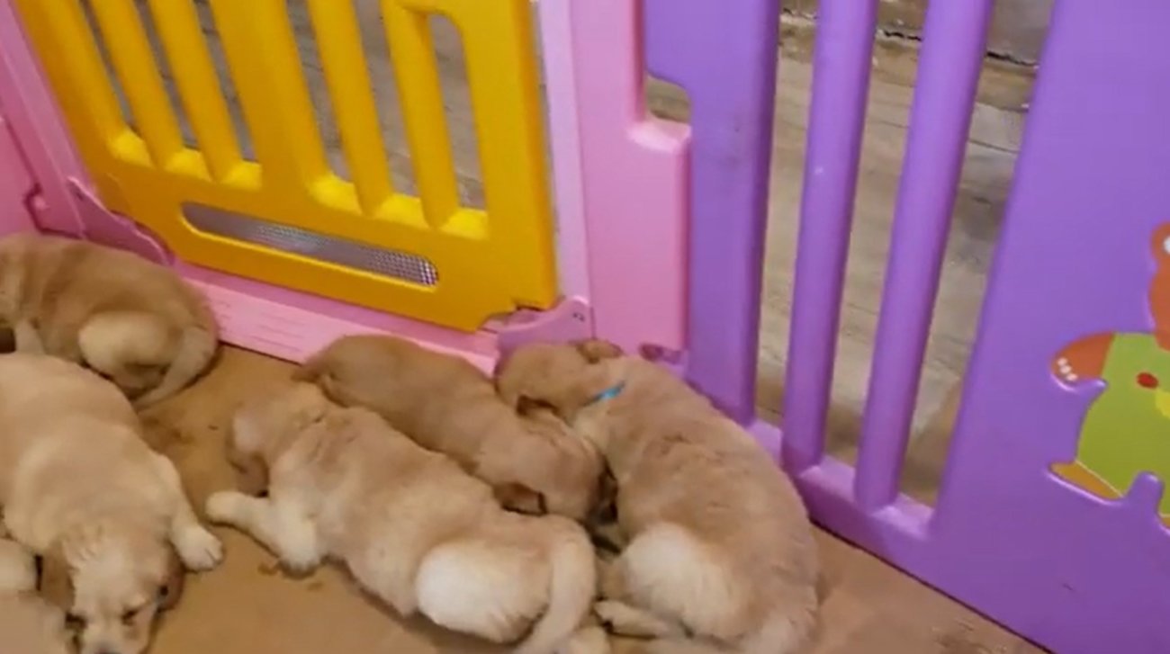 ゴールデンレトリーバー,動画