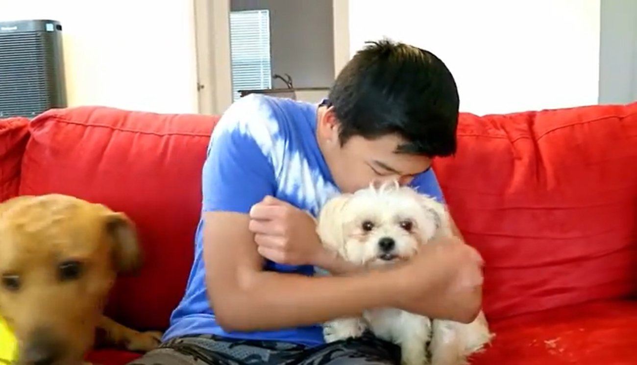 ラブラドールレトリーバー,動画