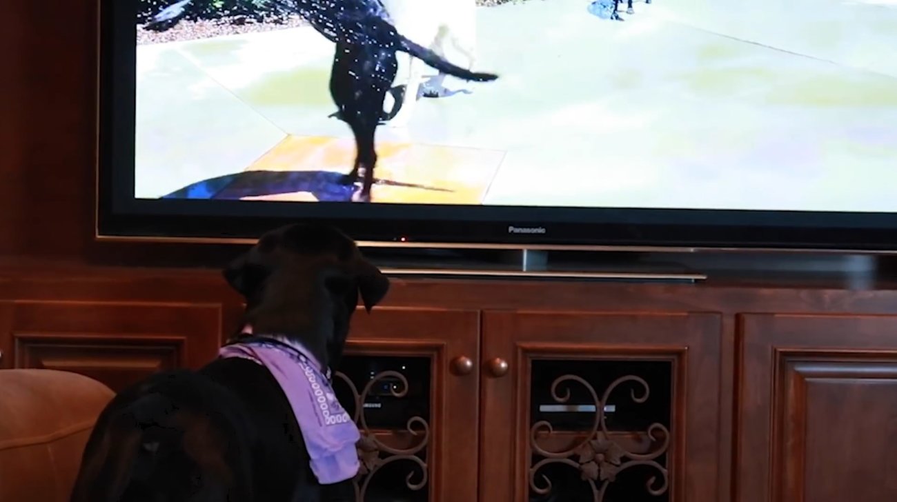 ラブラドールレトリーバー,動画