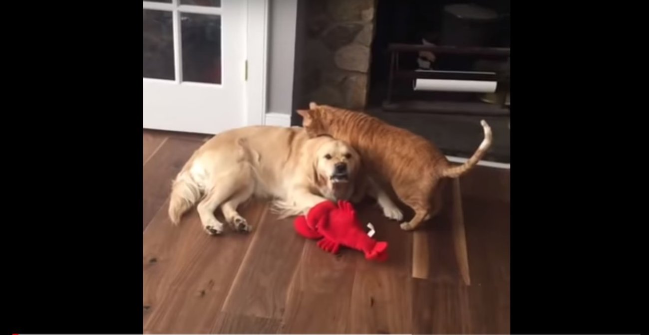 ゴールデンレトリーバー,動画