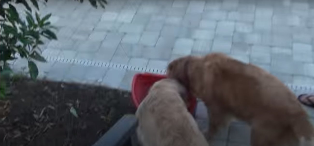 ゴールデンレトリーバー,動画