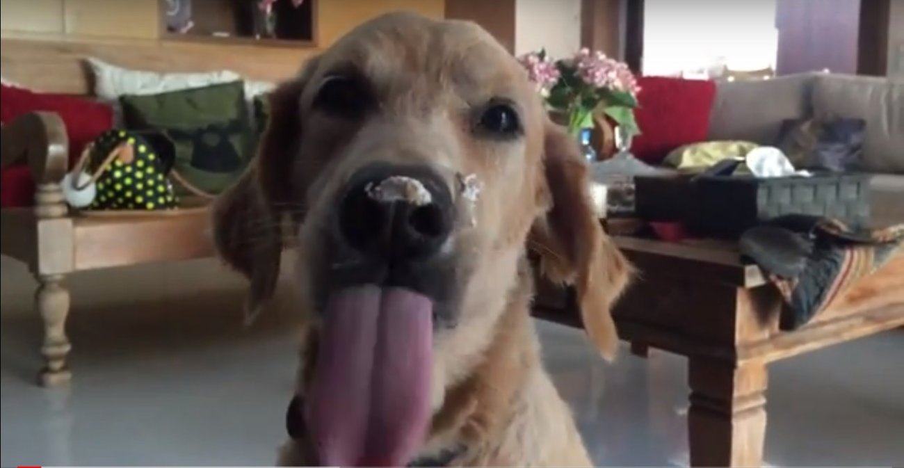 ゴールデンレトリーバー,動画