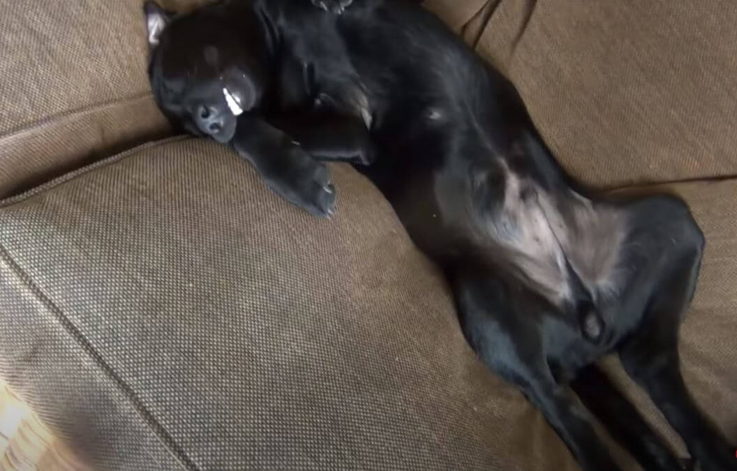 ラブラドールレトリーバー,動画