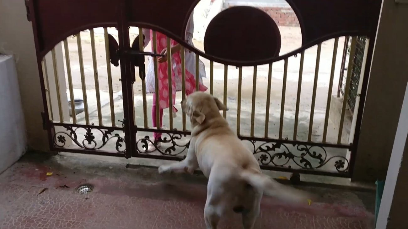 ラブラドールレトリーバー,動画