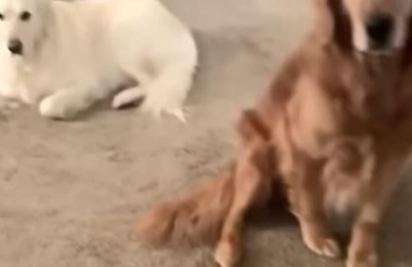 ゴールデンレトリーバー,動画