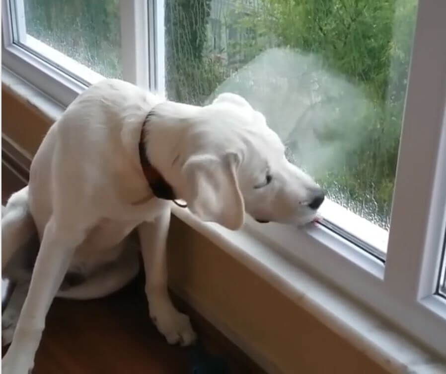 ラブラドールレトリーバー,動画