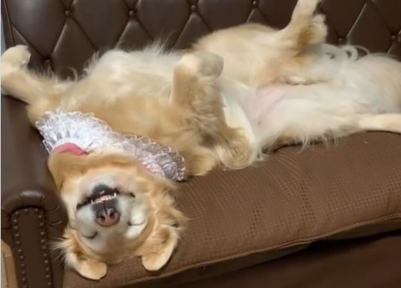 ゴールデンレトリーバー,動画