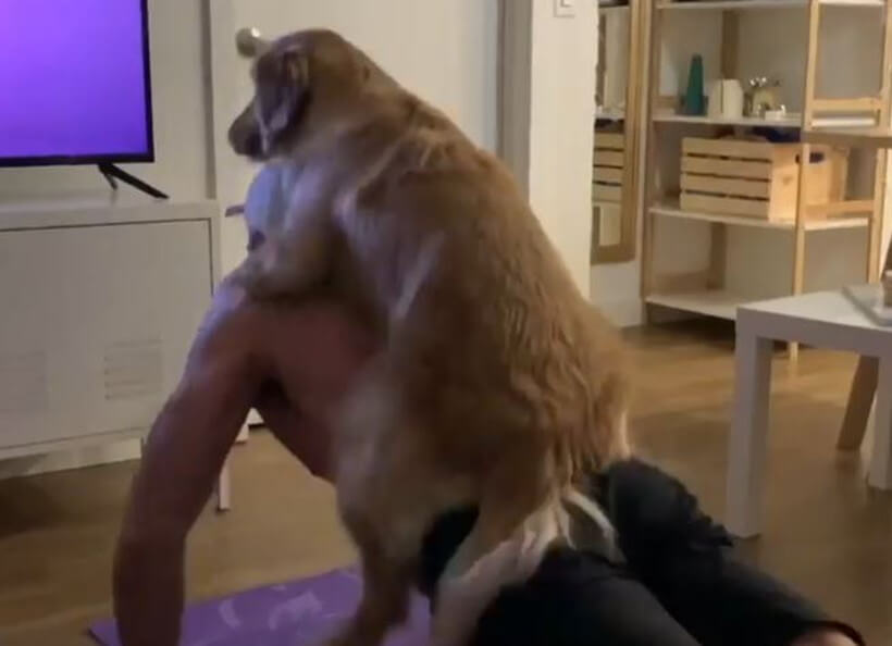 ゴールデンレトリーバー,動画