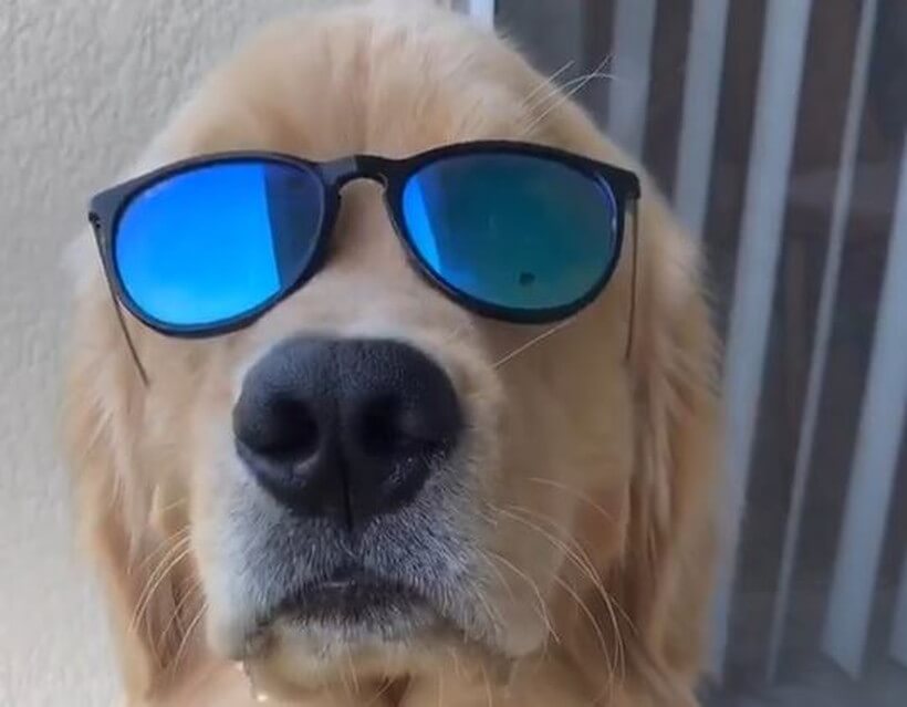 ゴールデンレトリーバー,動画