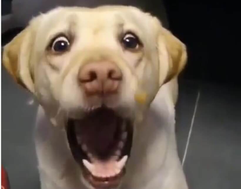 ラブラドールレトリーバー,動画