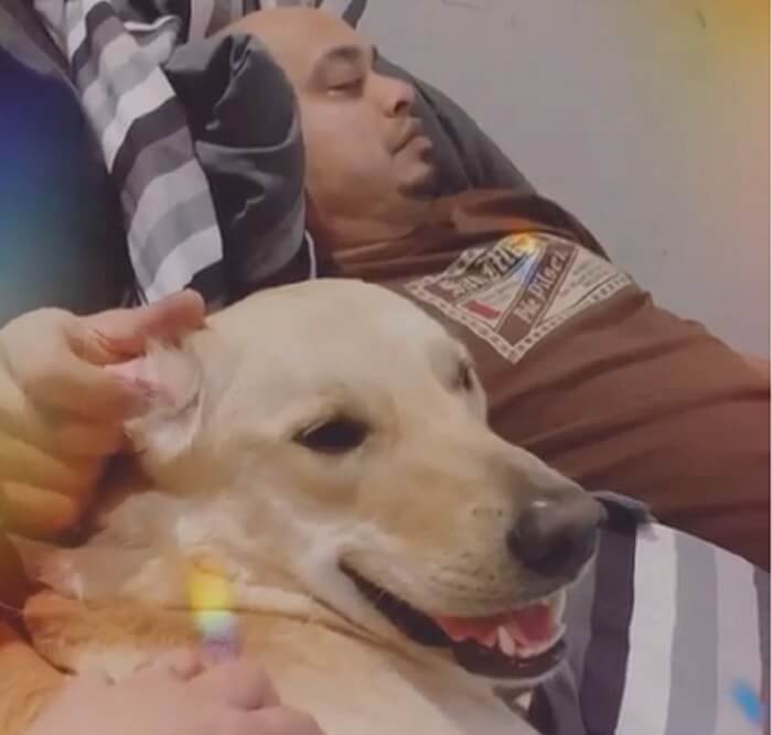 ラブラドールレトリーバー,動画