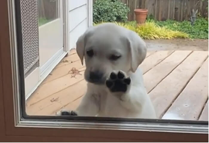 ラブラドールレトリーバー,動画