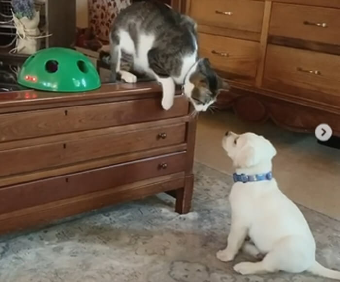 ラブラドールレトリーバー,動画