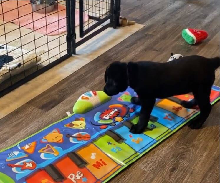 ラブラドールレトリーバー,動画