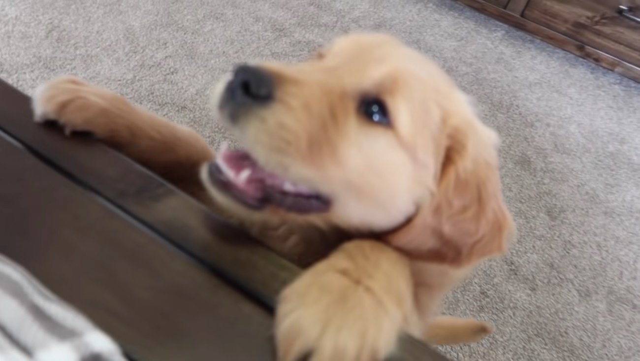 ゴールデンレトリーバー,動画