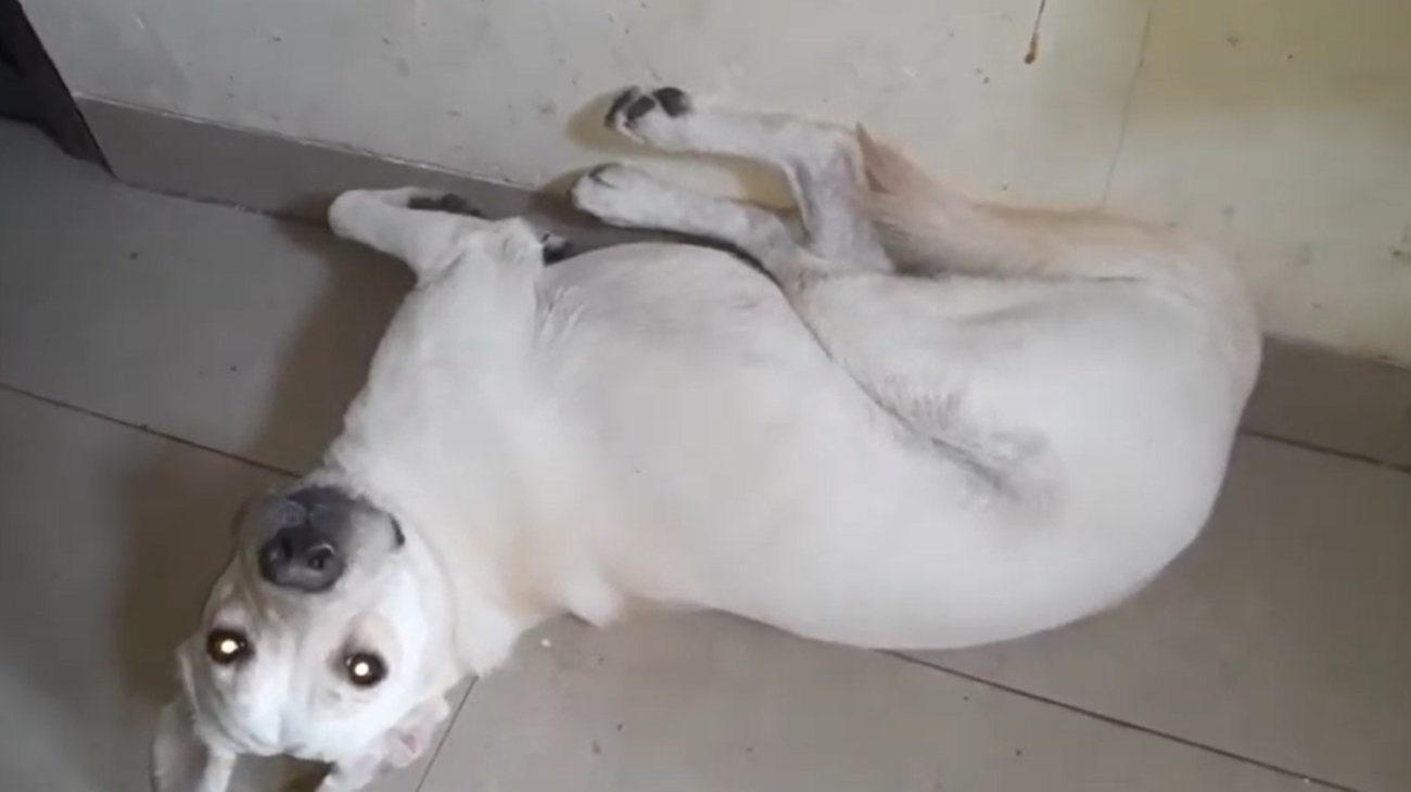 ラブラドールレトリーバー,動画