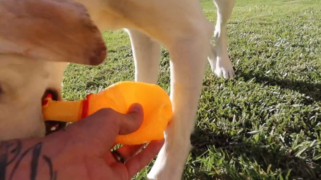 ラブラドールレトリーバー,動画