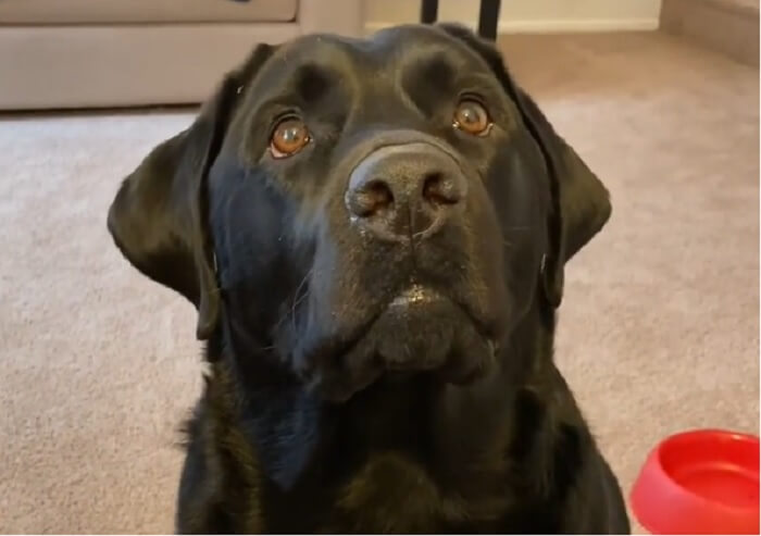 ラブラドールレトリーバー,動画