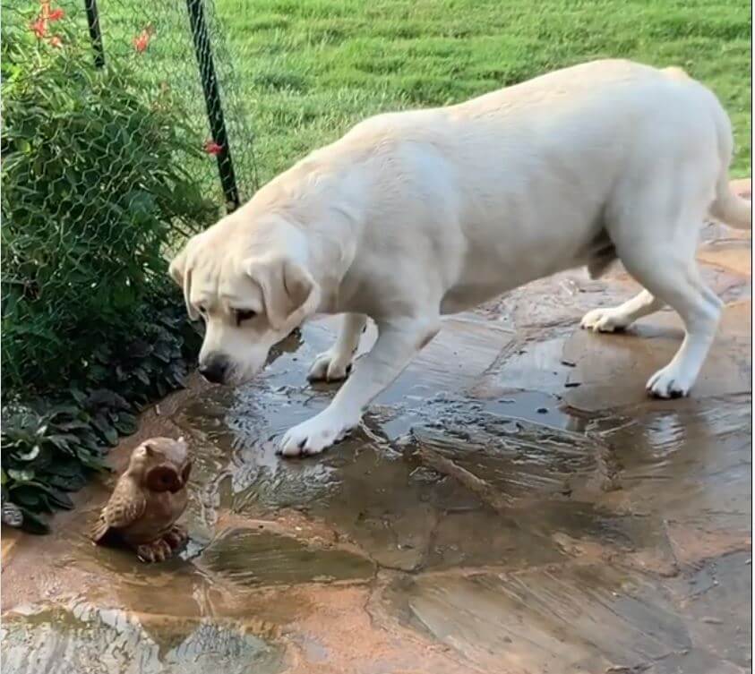 ラブラドールレトリーバー,動画