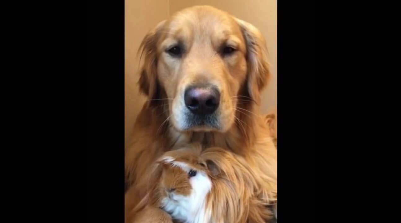 ゴールデンレトリーバー,動画