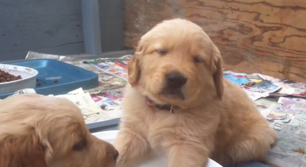 ゴールデンレトリーバー,動画