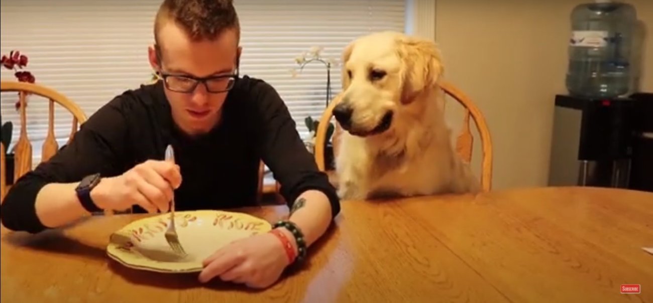 ゴールデンレトリーバー,動画